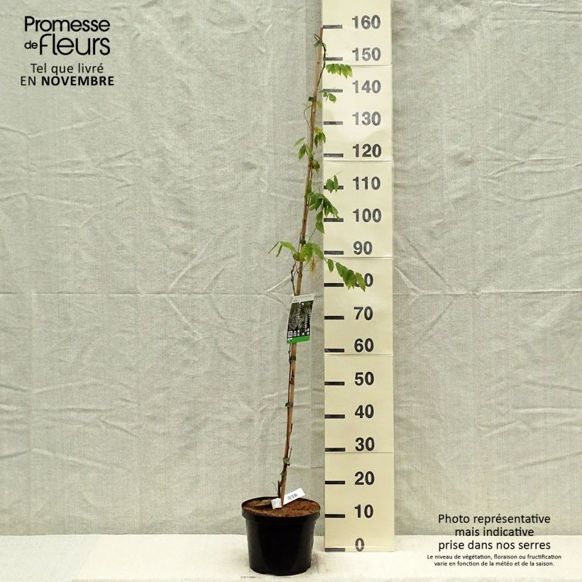 Amostra de Wisteria sinensis Alba - Glicínia Vaso de 3 L/4 L tal como entregue no outono