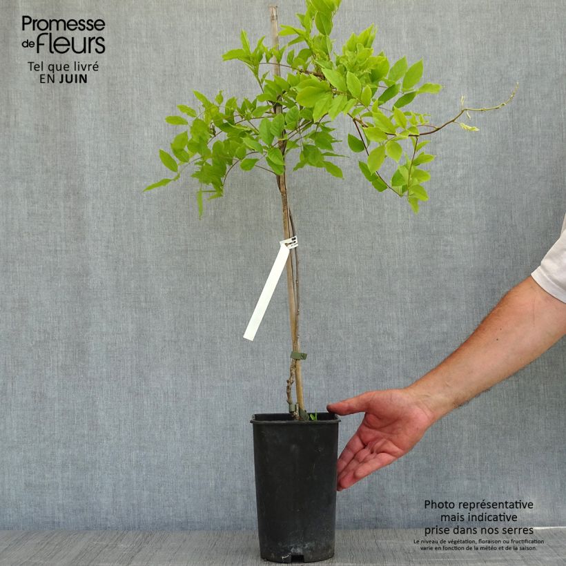 Amostra de Wisteria sinensis - Glicínia Vaso de 2 L/3 L tal como entregue na primavera