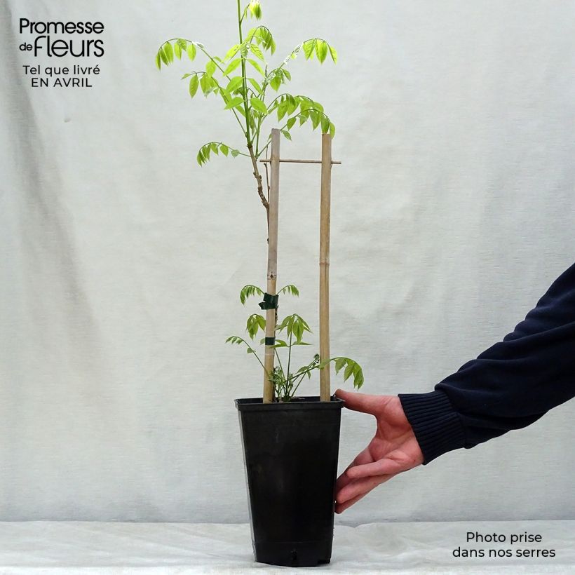 Amostra de Wisteria sinensis Prolific - Glicínia Vaso de 1,5 L/2 L tal como entregue na primavera