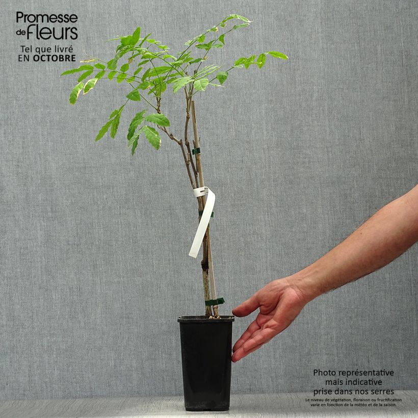 Amostra de Wisteria sinensis Prolific - Glicínia Vaso de 1,5 L/2 L tal como entregue no outono