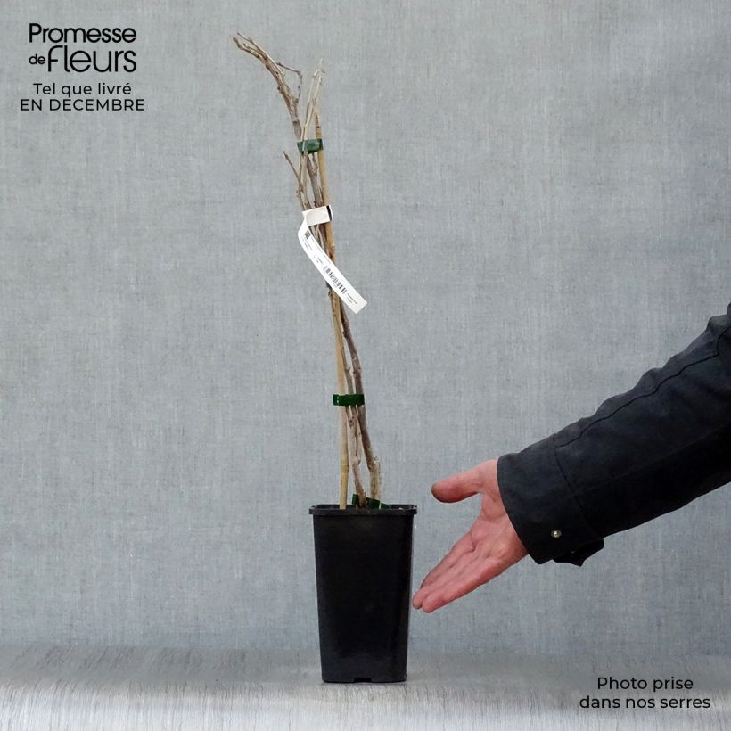 Amostra de Glycine de Chine - Wisteria sinensis Prolific Vaso de 1,5 L/2 L tal como entregue no inverno