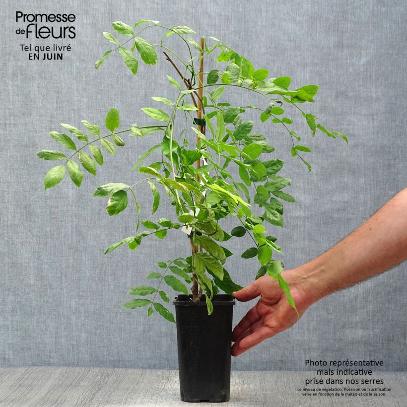 Amostra de Wisteria sinensis Prolific - Glicínia Vaso de 1,5 L/2 L tal como entregue no verão