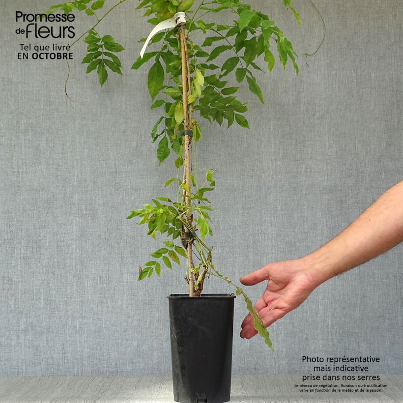 Amostra de Millettia japonica Satsuma Vaso de 2 L/3 L tal como entregue no outono