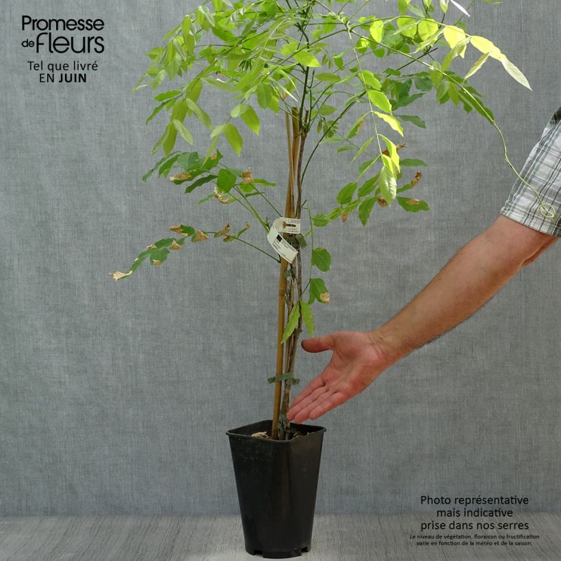 Amostra de Millettia japonica Satsuma Vaso de 2 L/3 L tal como entregue no verão