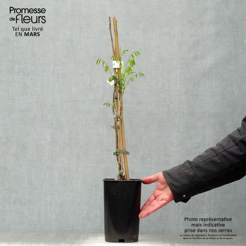 Amostra de Millettia japonica Satsuma Vaso de 2 L/3 L tal como entregue na primavera