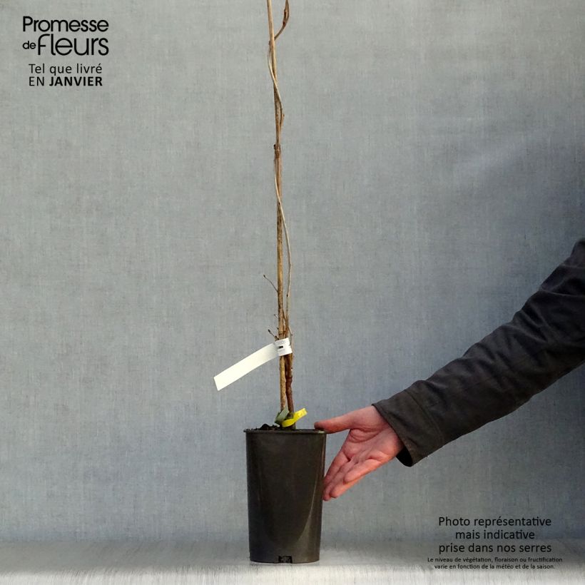 Amostra de Wisteria floribunda Alba - Glicínia-japonesa Vaso de 1,5 L/2 L tal como entregue no inverno