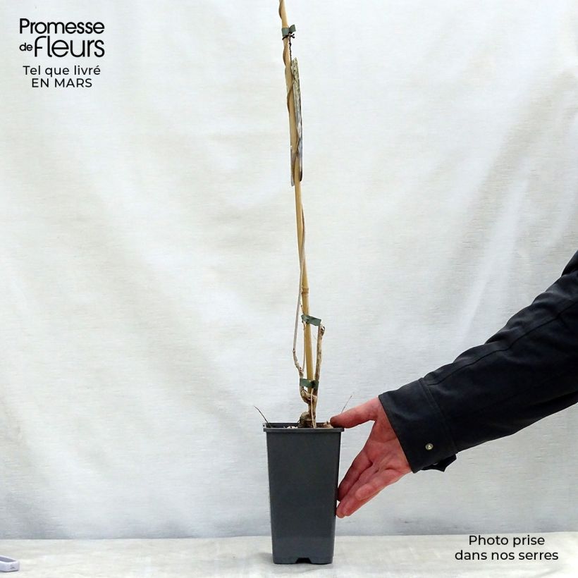 Amostra de Wisteria floribunda Alba - Glicínia-japonesa Vaso de 1,5 L/2 L tal como entregue na primavera