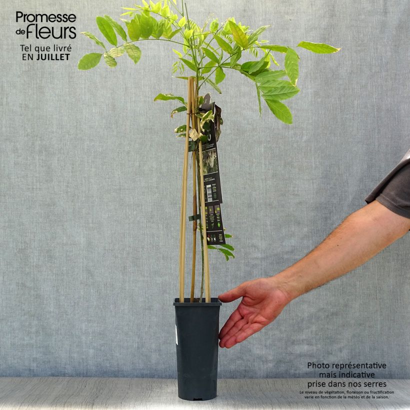 Amostra de Wisteria floribunda Alba - Glicínia-japonesa Vaso de 1,5 L/2 L tal como entregue no verão