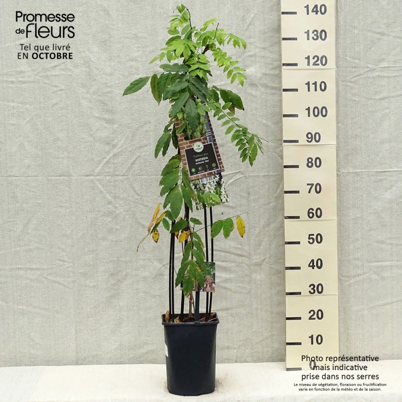 Amostra de Wisteria floribunda Alba - Glicínia-japonesa Vaso de 3 L/4 L tal como entregue no outono