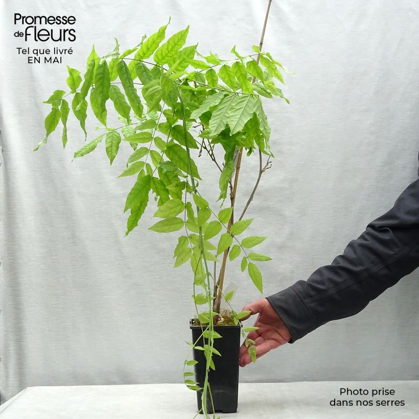 Amostra de Wisteria floribunda Domino - Glicínia Vaso de 1,5 L/2 L tal como entregue na primavera