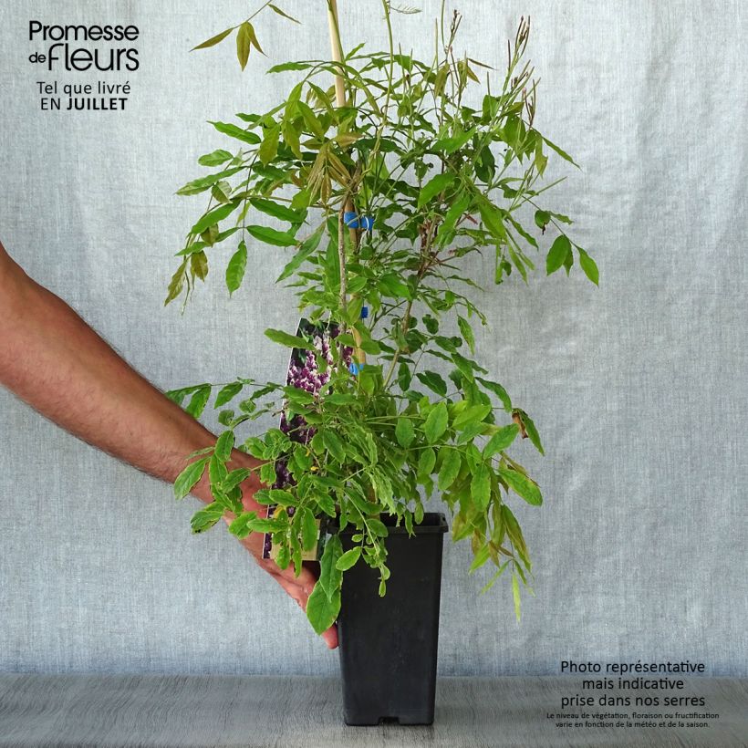 Amostra de Wisteria floribunda Domino - Glicínia Vaso de 1,5 L/2 L tal como entregue no verão