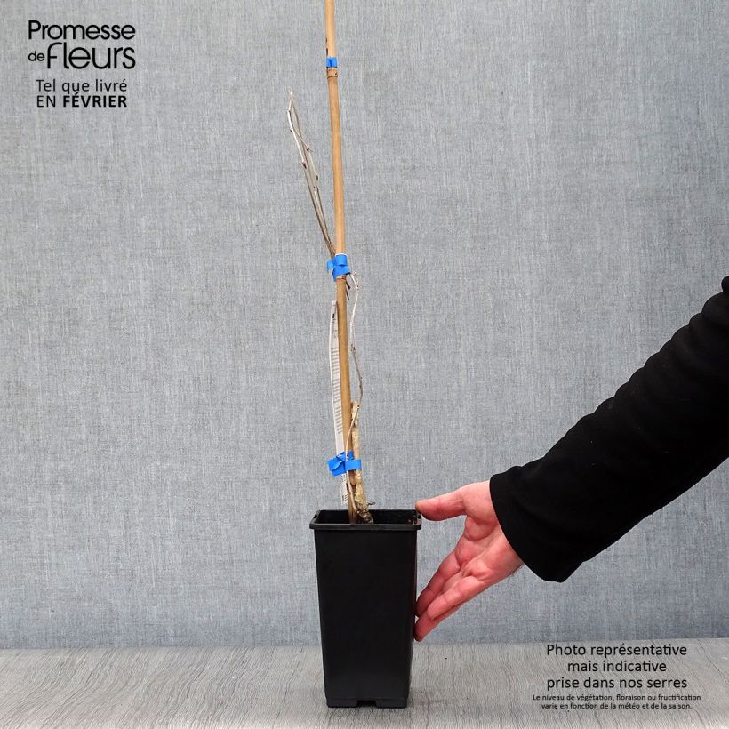 Amostra de Glycine du Japon - Wisteria floribunda Domino ou Issai Vaso de 1,5 L/2 L tal como entregue no inverno