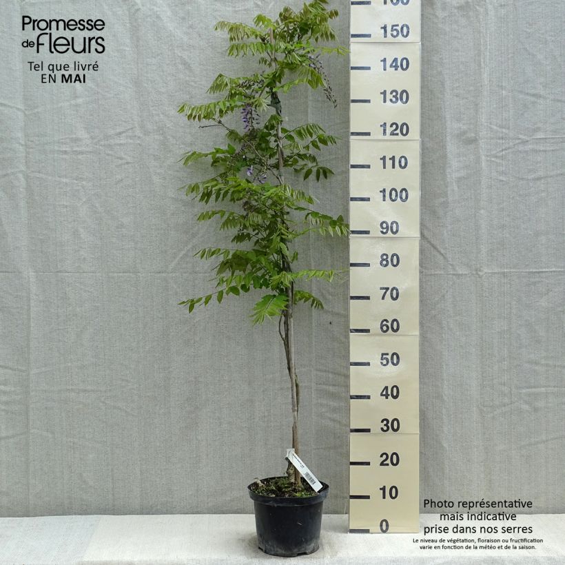 Amostra de Wisteria floribunda Domino - Glicínia Vaso de 3 L/4 L tal como entregue na primavera