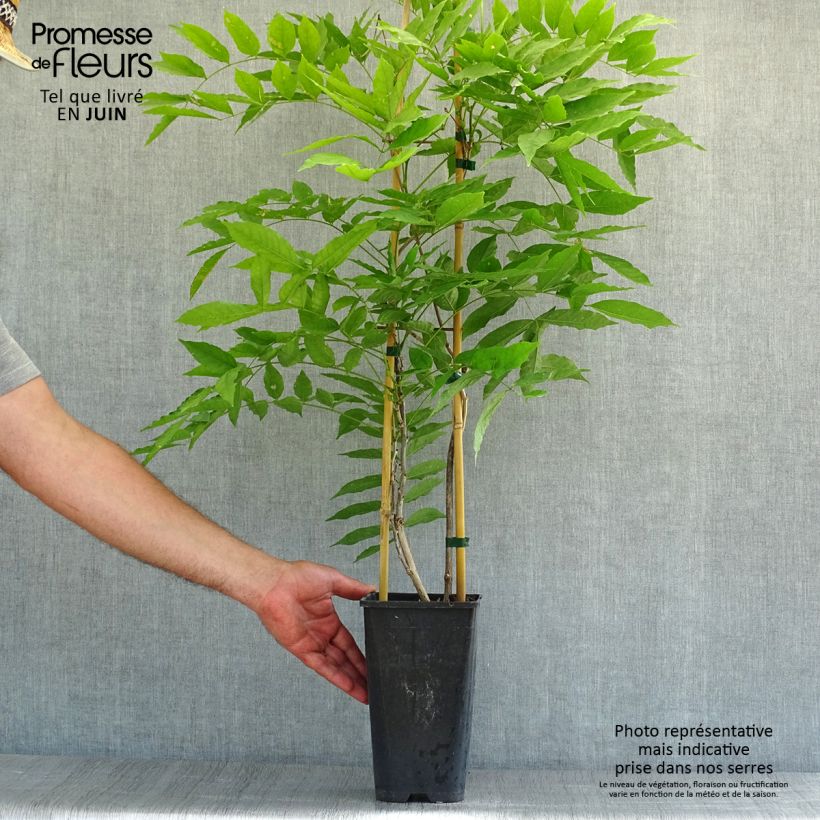 Amostra de Wisteria floribunda Honbeni - Glicínia-japonesa Vaso de 2 L/3 L tal como entregue no verão