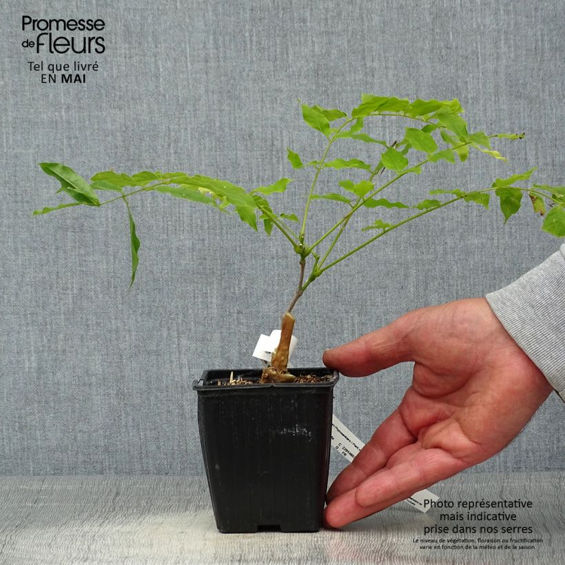 Amostra de Wisteria floribunda Macrobotrys - Glicínia-japonesa Vaso de 8/9 cm tal como entregue na primavera