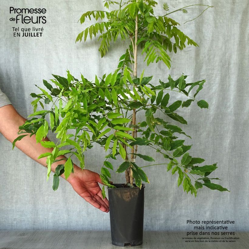 Amostra de Wisteria floribunda Macrobotrys - Glicínia-japonesa Vaso de 2 L/3 L tal como entregue no verão