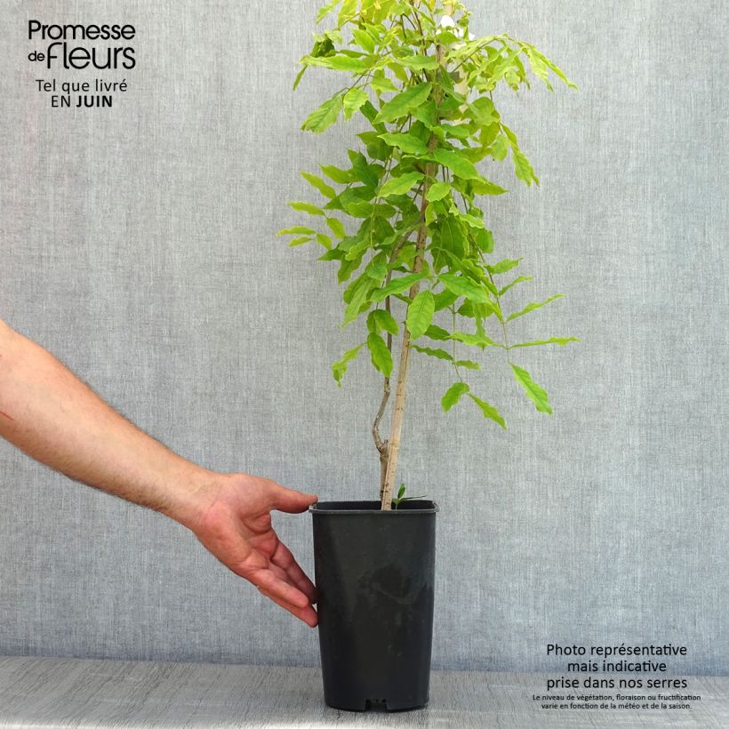 Amostra de Wisteria floribunda Macrobotrys - Glicínia-japonesa Vaso de 2 L/3 L tal como entregue na primavera