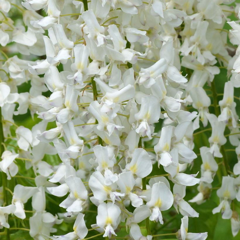 Wisteria floribunda Shiro-noda - Glicínia-japonesa (Floração)