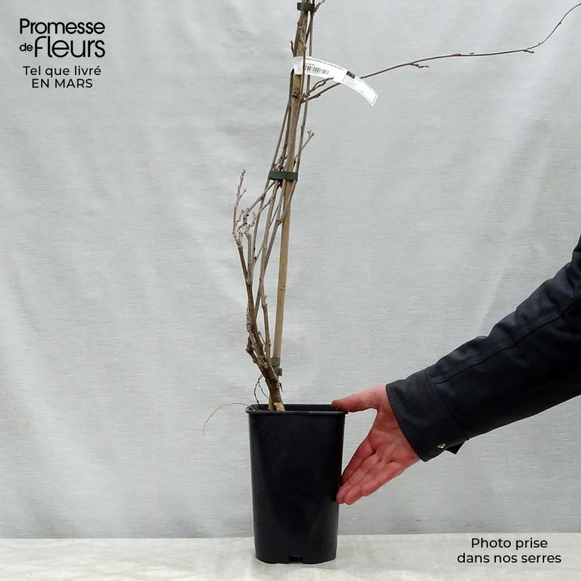 Amostra de Wisteria floribunda Violacea Plena - Glicínia-japonesa Vaso de 2 L/3 L tal como entregue na primavera