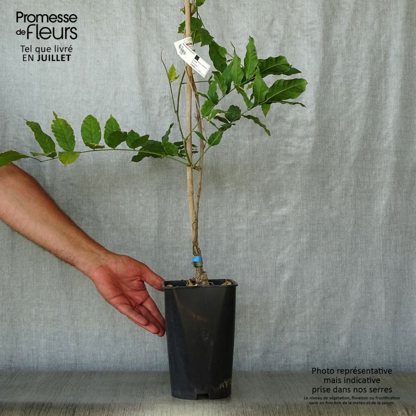 Amostra de Wisteria floribunda Violacea Plena - Glicínia-japonesa Vaso de 2 L/3 L tal como entregue no verão