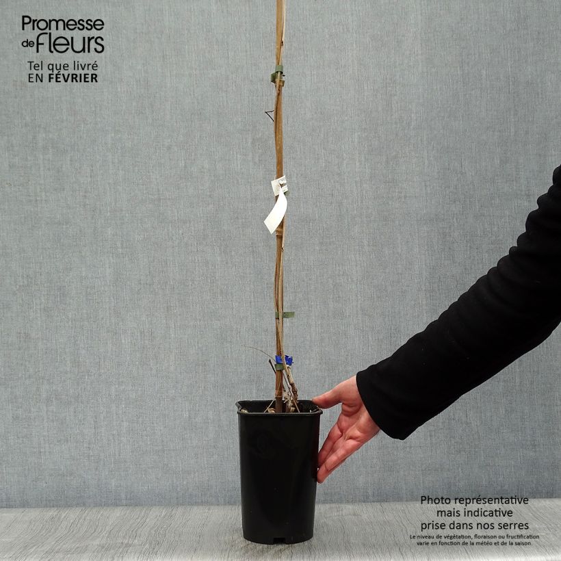 Amostra de Wisteria floribunda Violacea Plena - Glicínia-japonesa Vaso de 2 L/3 L tal como entregue no inverno