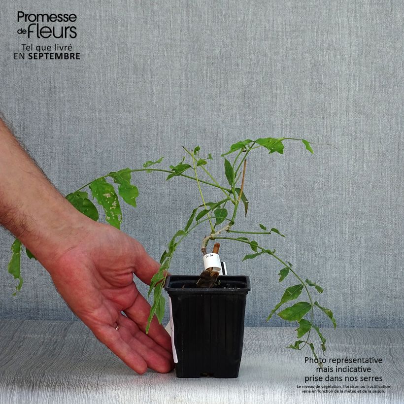 Amostra de Wisteria floribunda - Glicínia Vaso de 8/9 cm tal como entregue no verão