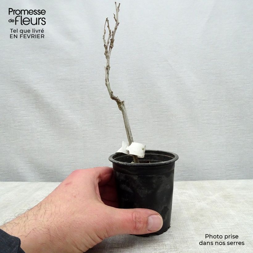 Amostra de Glycine du Japon - Wisteria floribunda  Vaso de 8/9 cm tal como entregue no inverno