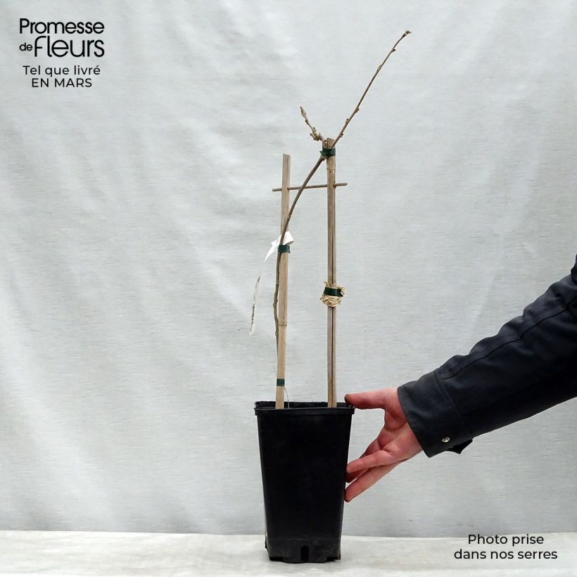 Amostra de Glycine du Japon - Wisteria floribunda  Vaso de 3 L/4 L tal como entregue no inverno