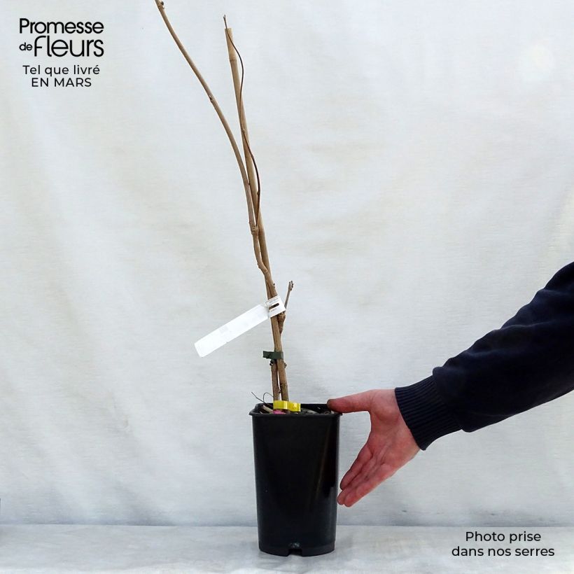 Amostra de Wisteria venusta - Glicínia Vaso de 2 L/3 L tal como entregue na primavera