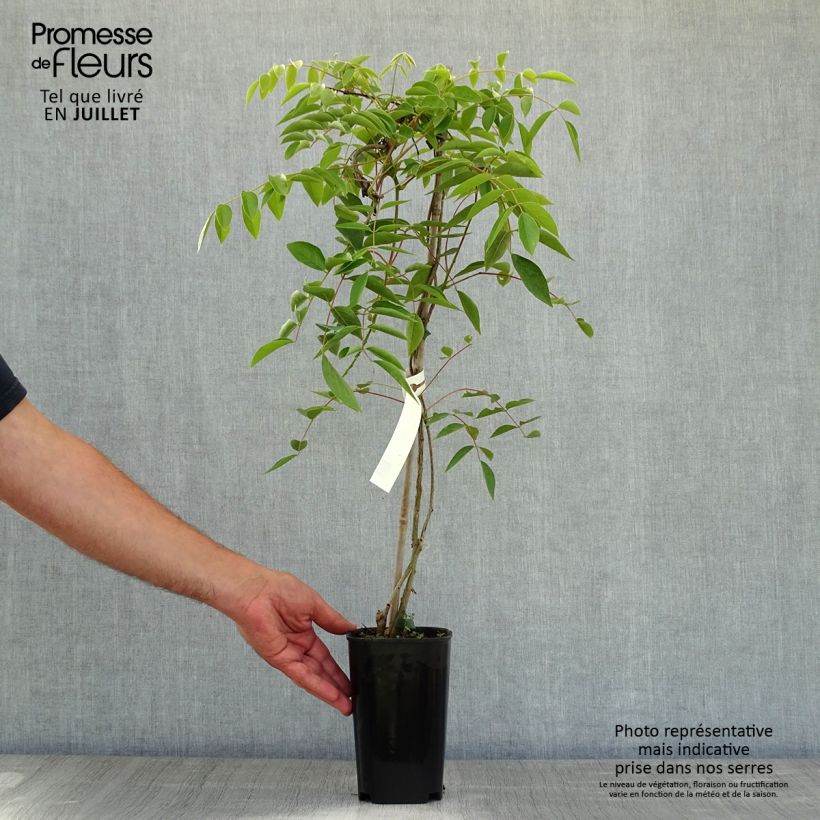 Amostra de Wisteria venusta Okayama - Glicínia Vaso de 2 L/3 L tal como entregue no verão