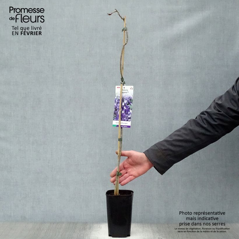 Amostra de Glycine gracieuse - Wisteria venusta (brachybotrys) Okayama Vaso de 2 L/3 L tal como entregue no inverno