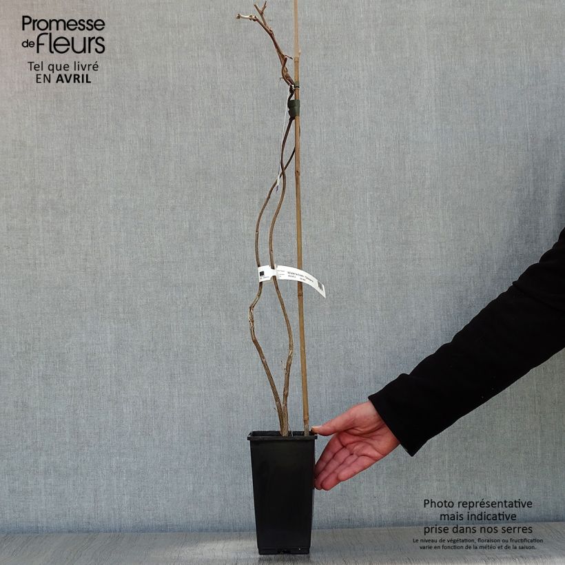 Amostra de Wisteria venusta Okayama - Glicínia Vaso de 2 L/3 L tal como entregue na primavera