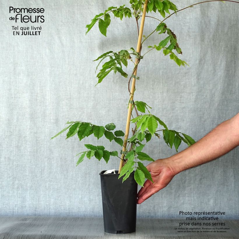 Amostra de Wisteria venusta - Glicínia Vaso de 2 L/3 L tal como entregue no verão