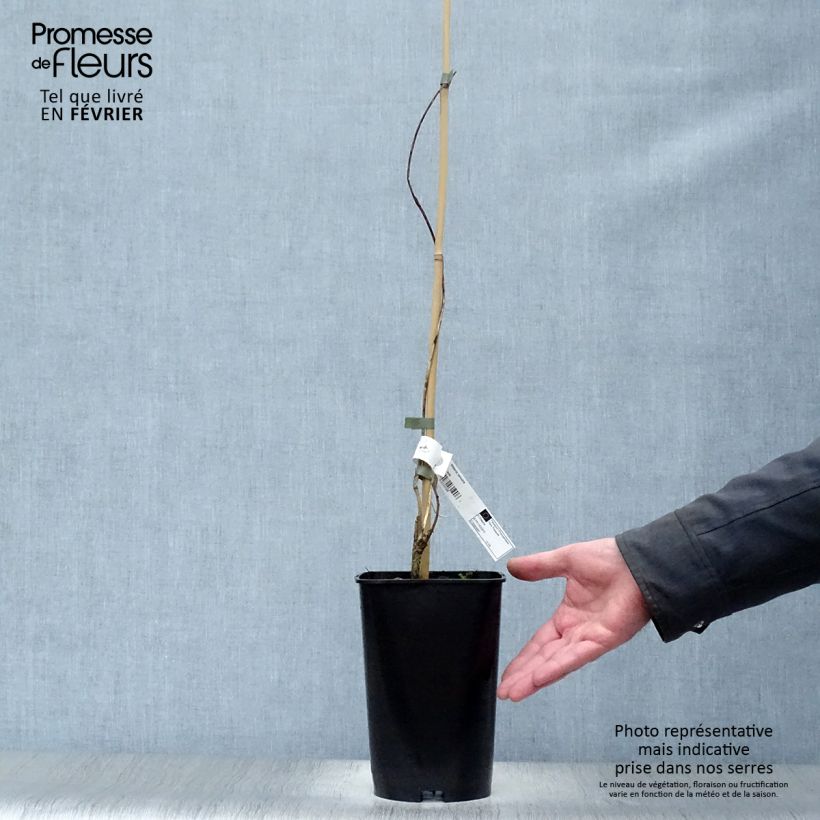 Amostra de Glycine du Japon - Wisteria venusta Vaso de 2 L/3 L tal como entregue no inverno