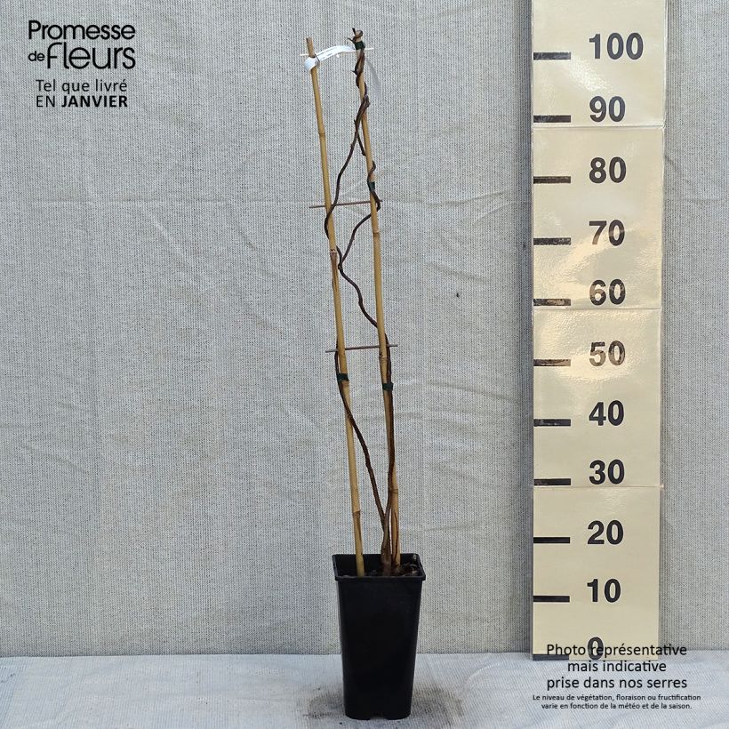 Amostra de Glycine frutescens - Wisteria frutescens Vaso de 3 L/4 L tal como entregue no inverno