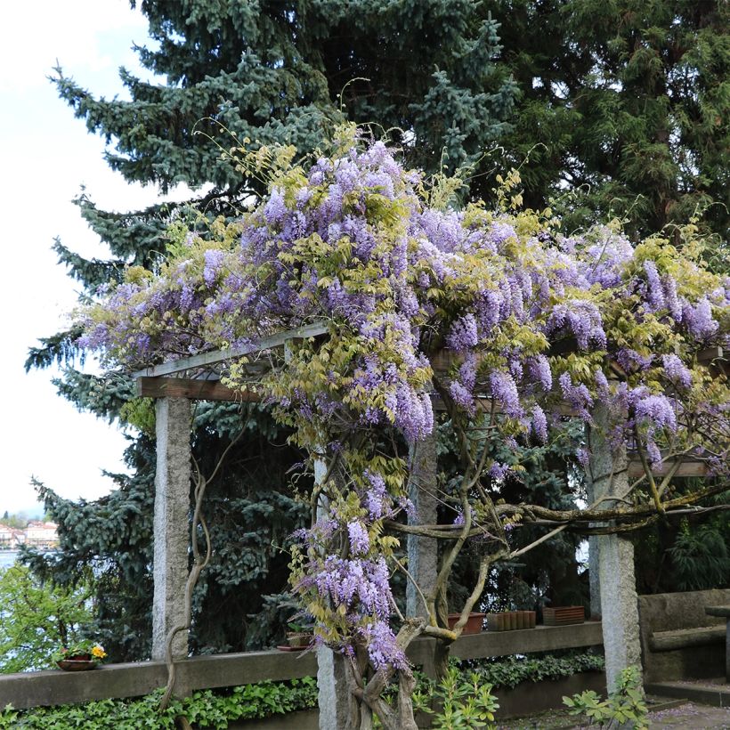 Wisteria frutescens - Glicínia americana (Hábito)
