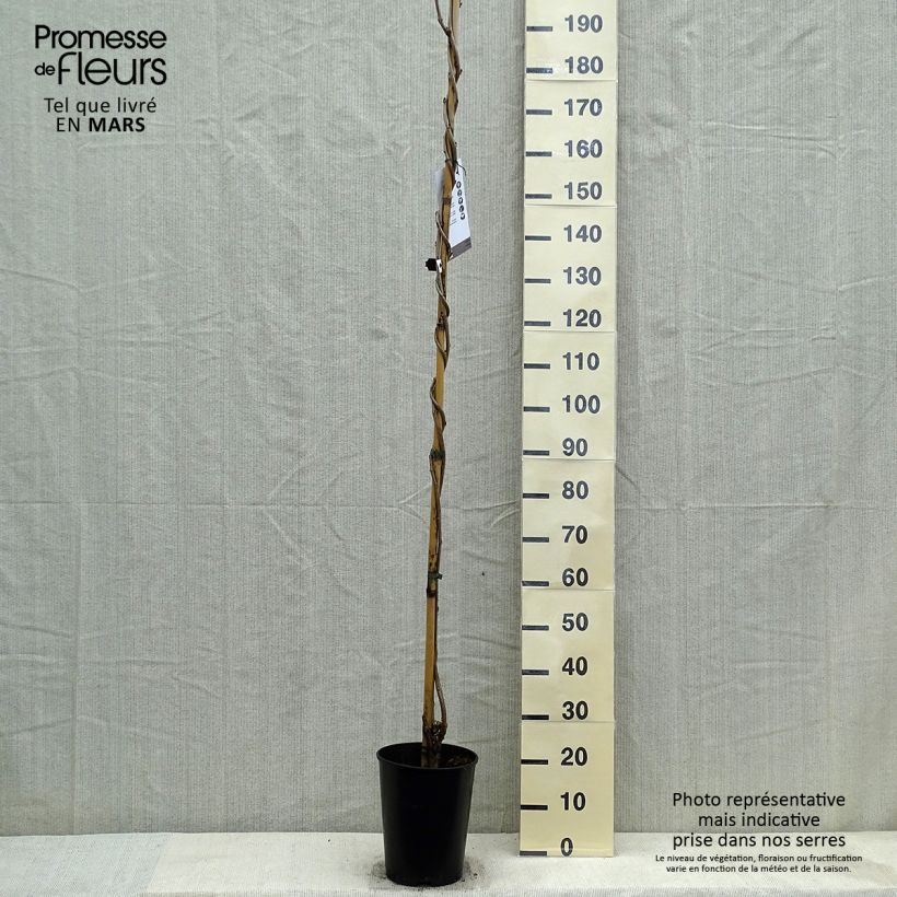 Amostra de Wisteria floribunda Lawrence - Glicínia-japonesa Vaso de 6 L/7 L tal como entregue na primavera