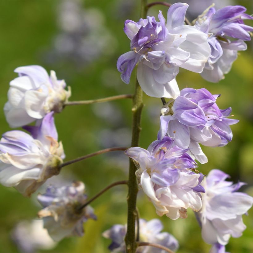 Wisteria floribunda Ed's Blue Dragon - Glicínia-japonesa (Floração)