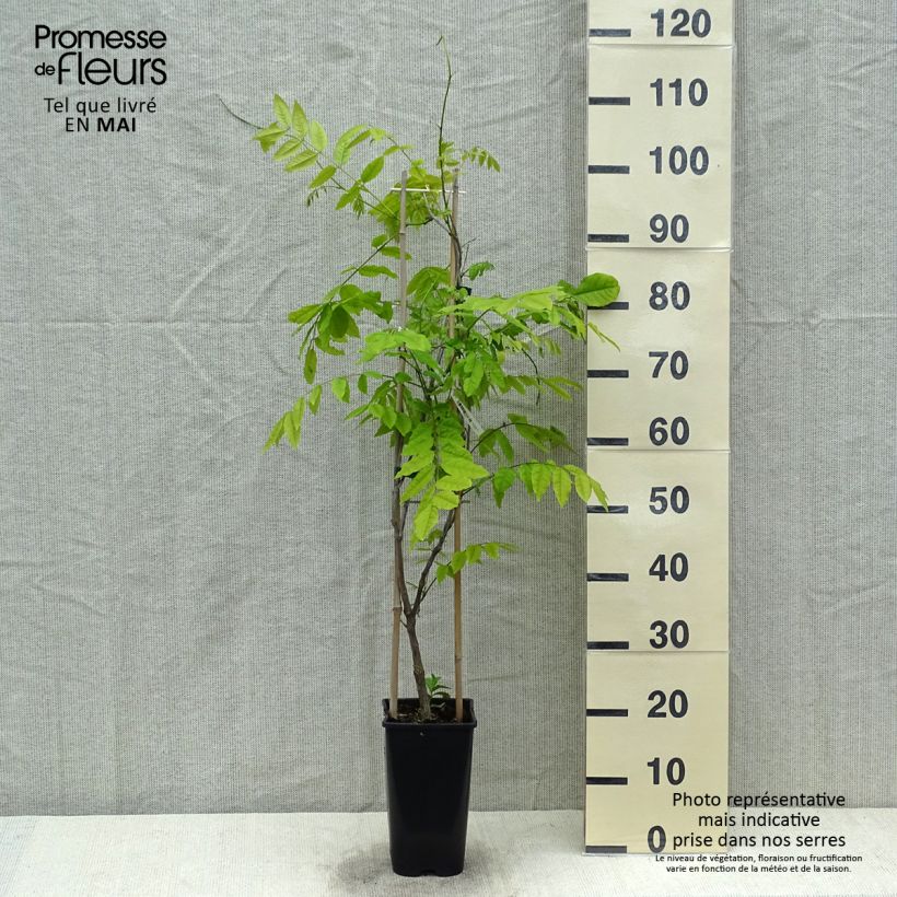 Amostra de Wisteria floribunda Ed's Blue Dragon - Glicínia-japonesa Vaso de 2 L/3 L tal como entregue na primavera