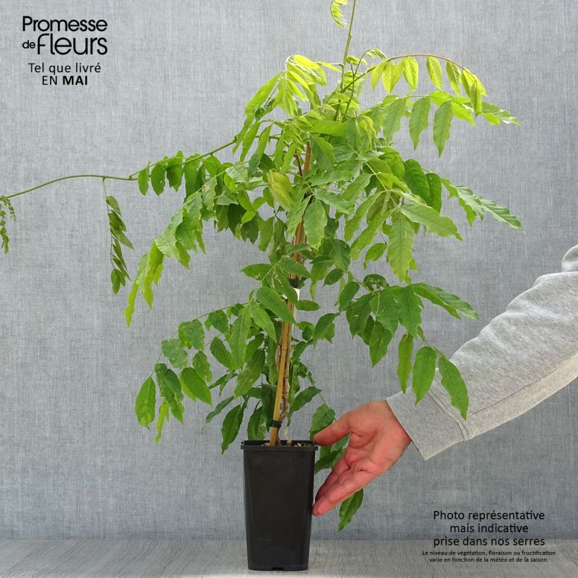 Amostra de Glycine japonaise - Wisteria floribunda Lipstick Vaso de 1,5 L/2 L tal como entregue na primavera