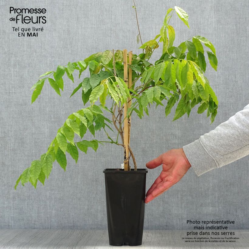 Amostra de Wisteria floribunda Lipstick - Glicínia-japonesa Vaso de 3 L/4 L tal como entregue na primavera