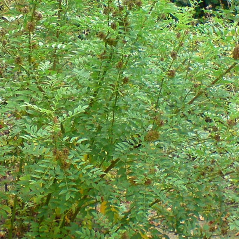 Glycyrrhiza glabra - Alcaçuz (Folhagem)