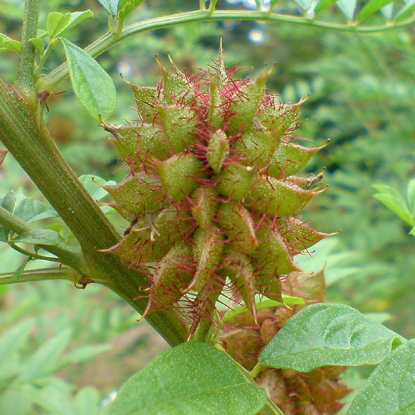 Glycyrrhiza glabra - Alcaçuz (Colheita)
