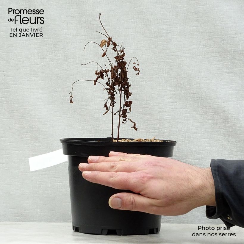 Amostra de Glycyrrhiza glabra - Alcaçuz Vaso de 2 L/3 L tal como entregue no inverno