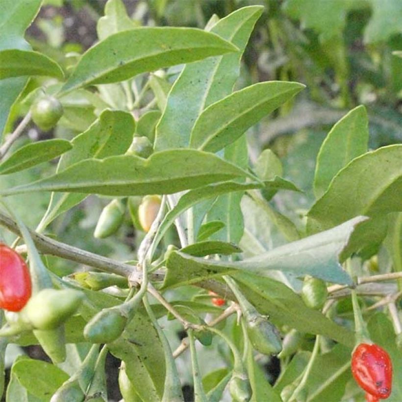 Goji Big Lifeberry - Lycium barbarum (Folhagem)