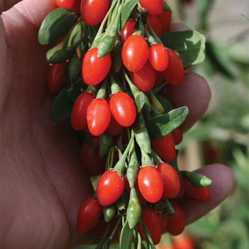 Goji Big Lifeberry - Lycium barbarum (Floração)