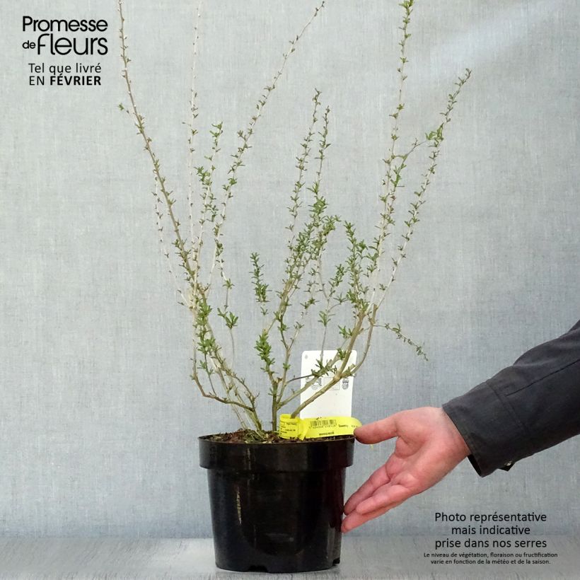 Amostra de Goji Big Lifeberry - Lycium barbarum Vaso de 1,5 L/2 L, Tufo tal como entregue no inverno