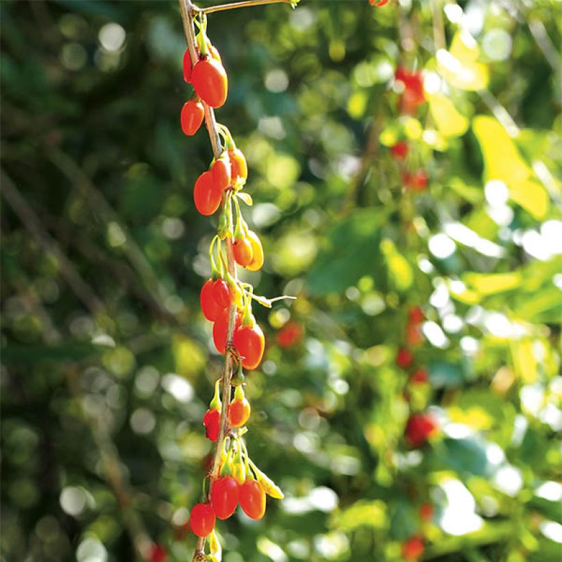 Goji Instant Success - Lycium barbarum (Colheita)