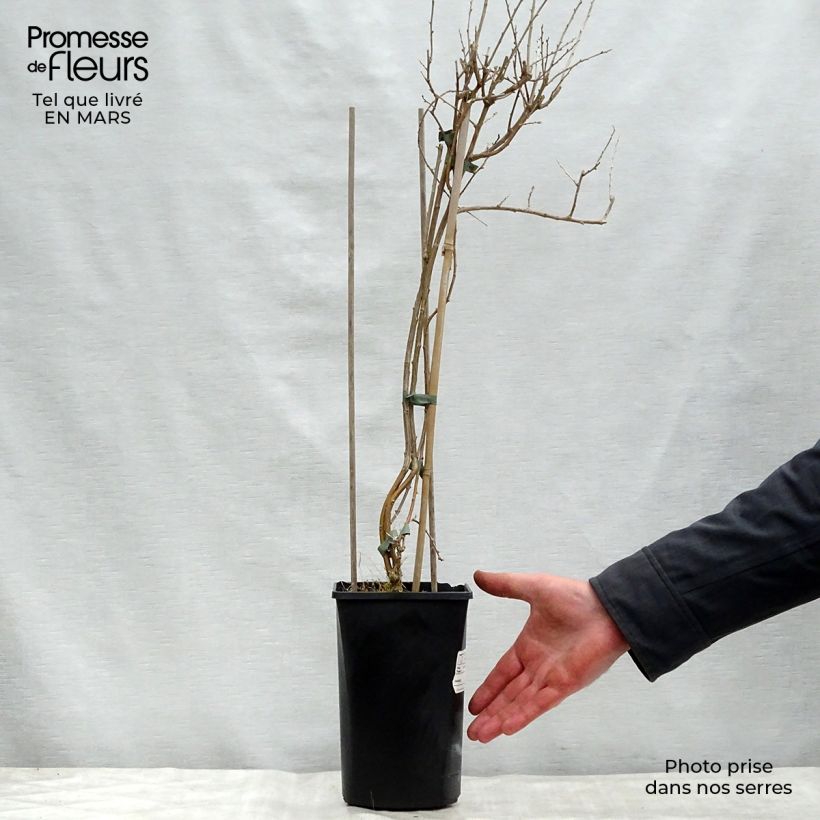 Amostra de Goji Instant Success - Lycium barbarum Vaso de 1,5 L/2 L tal como entregue na primavera