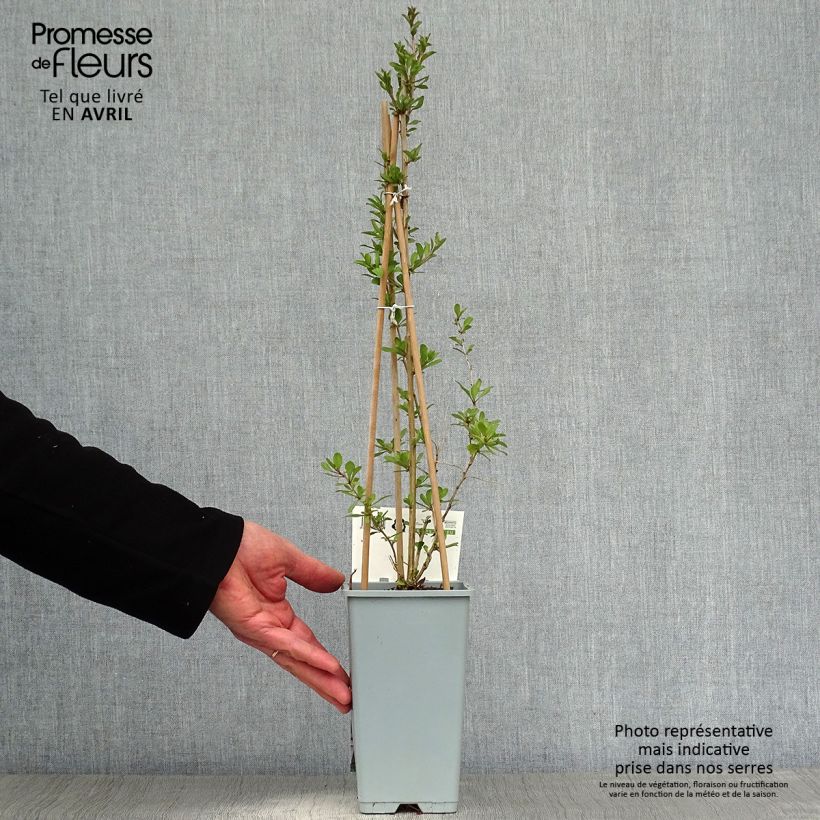 Amostra de Goji - Lycium barbarum Vaso de 1,5 L/2 L, Arbusto tal como entregue na primavera